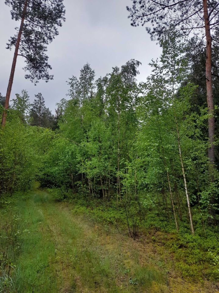 Działka leśna Czarnowo-Biki