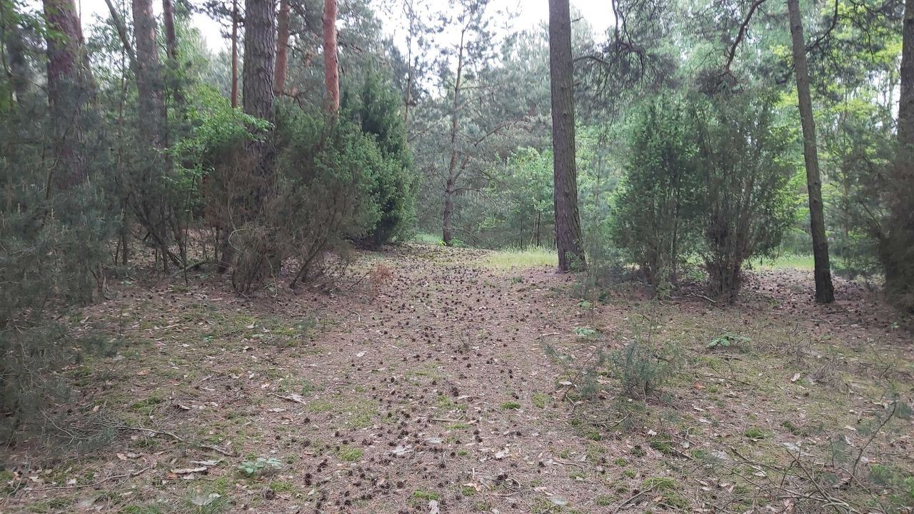 Działka Piaski. Zdjęcie 5