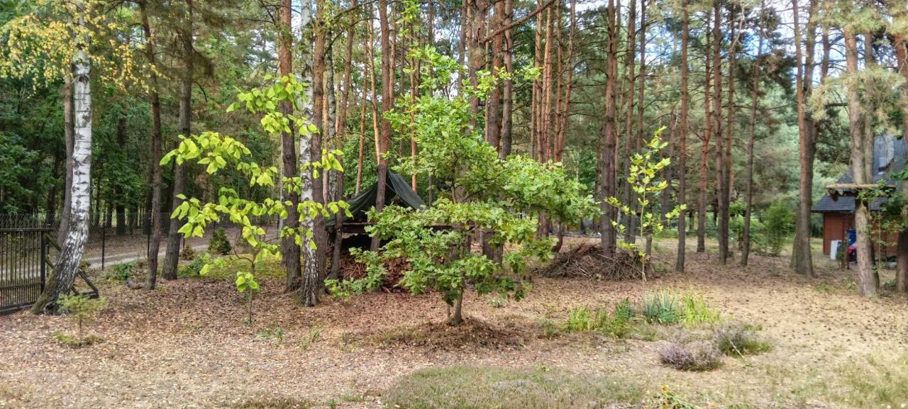 Działka leśna Tyborów. Zdjęcie 5