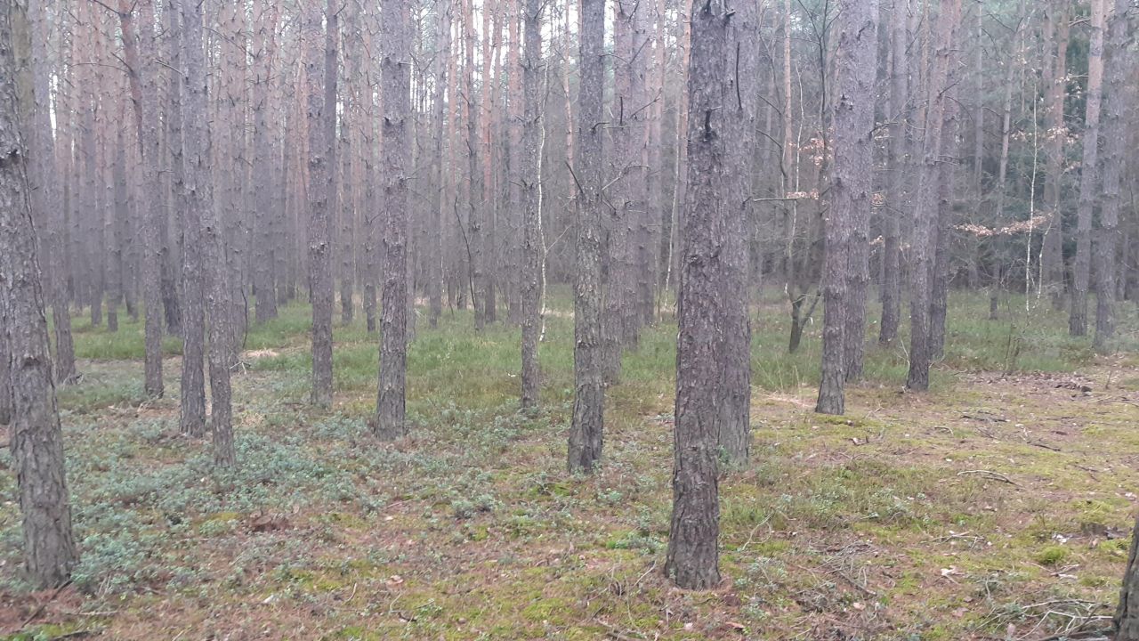 Działka leśna Polesie. Zdjęcie 6