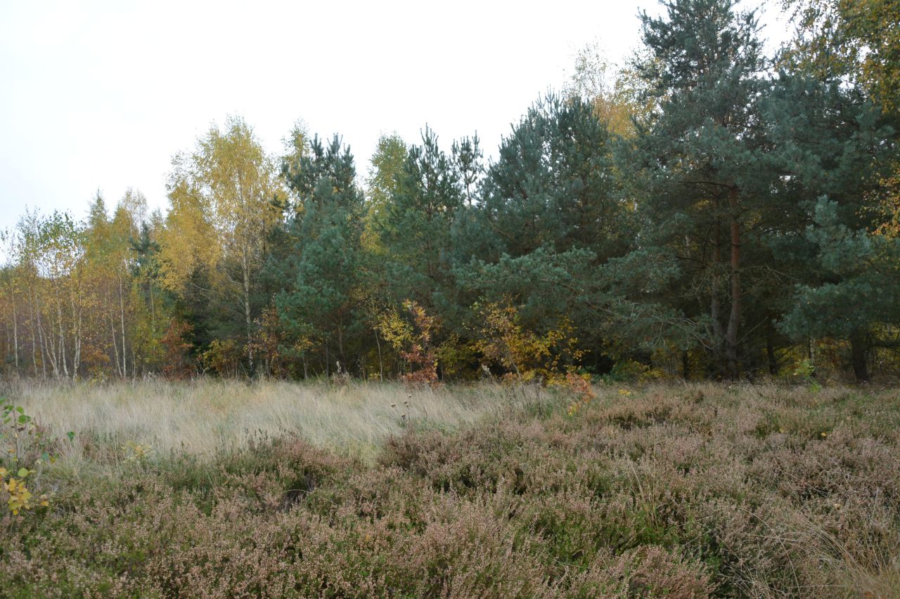 Działka rolno-budowlana Bieszkowice, ul. Polna. Zdjęcie 7
