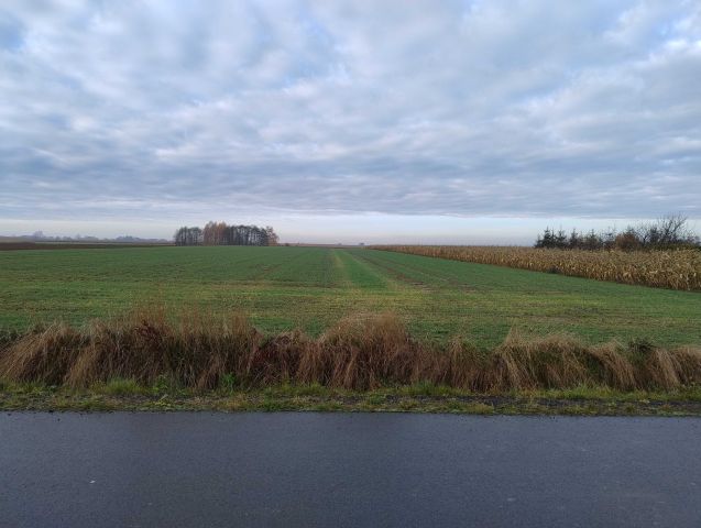 Działka rolno-budowlana Mokrsko. Zdjęcie 1