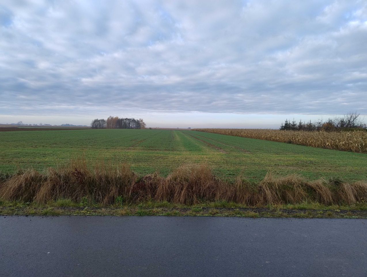 Działka rolno-budowlana Mokrsko. Zdjęcie 1