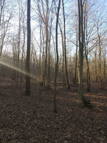 Działka leśna Mikulicze. Zdjęcie 1