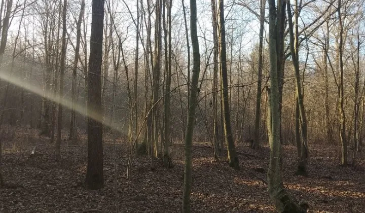 Działka leśna Mikulicze