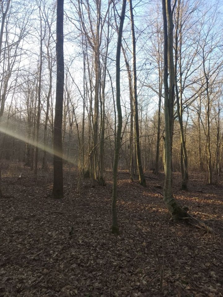 Działka leśna Mikulicze. Zdjęcie 1