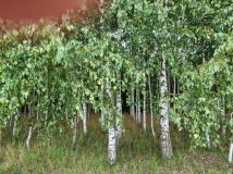 Działka leśna Drygały. Zdjęcie 1