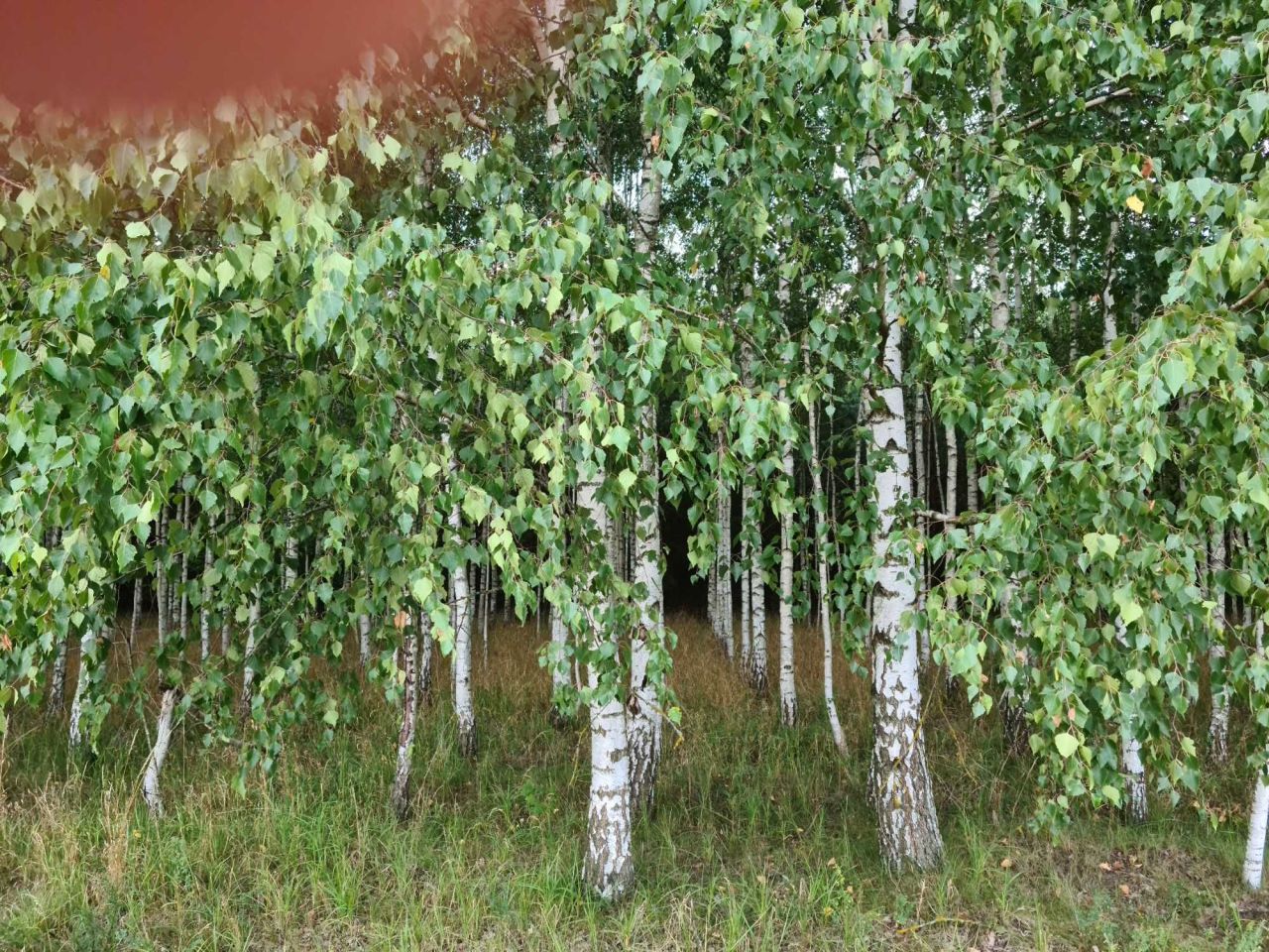 Działka leśna Drygały. Zdjęcie 2