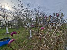 Działka rod Kołobrzeg. Zdjęcie 3