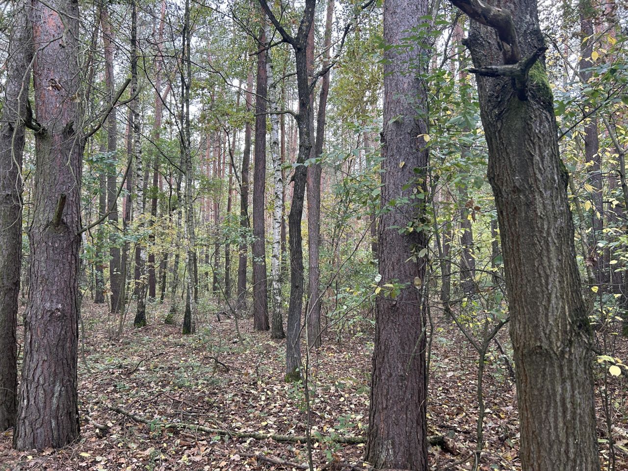 Działka leśna Strażnik. Zdjęcie 4