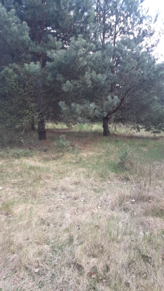 Działka rolno-budowlana Jasionna. Zdjęcie 2