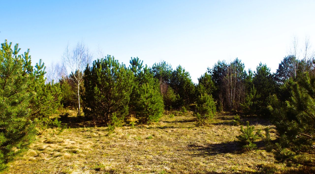 Działka rekreacyjna Lipy. Zdjęcie 5