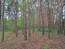 Działka leśna Dziektarzew. Zdjęcie 2