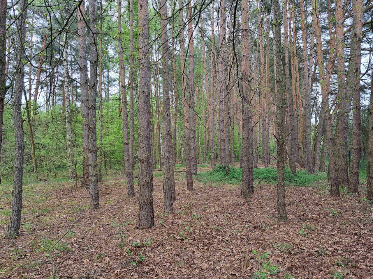 Działka leśna Dziektarzew. Zdjęcie 3