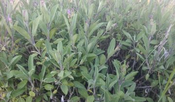 Działka rod Szczecin Świerczewo