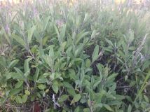 Działka rod Szczecin Świerczewo. Zdjęcie 1