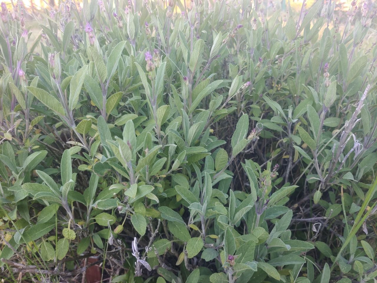 Działka rod Szczecin Świerczewo. Zdjęcie 2