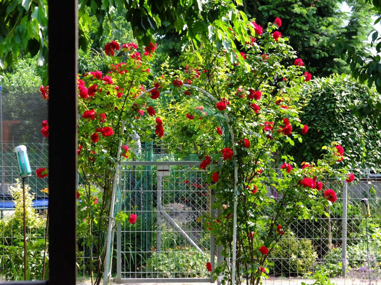 Działka rod Gniezno Konikowo. Zdjęcie 6