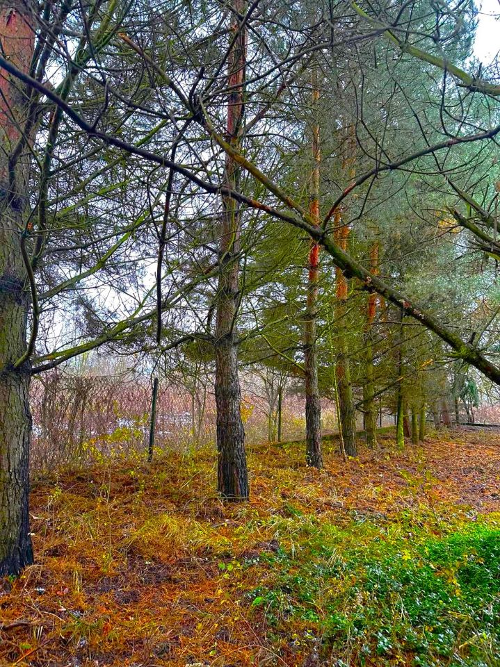 Działka budowlana Łomianki Dolne, ul. Azalii. Zdjęcie 4