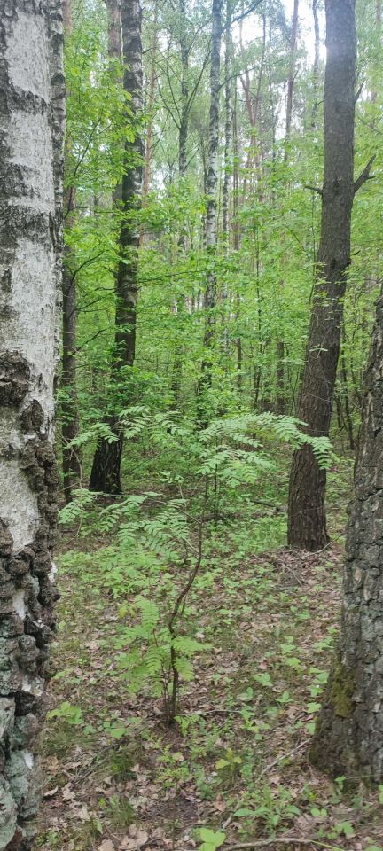 Działka leśna Wypychów. Zdjęcie 2