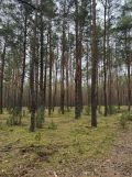 Działka budowlana Łosie, ul. Działkowa. Zdjęcie 2