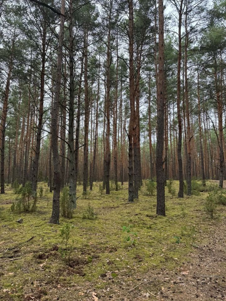 Działka budowlana Łosie, ul. Działkowa. Zdjęcie 3