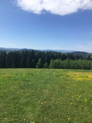 Działka rolno-budowlana Mszalnica. Zdjęcie 1