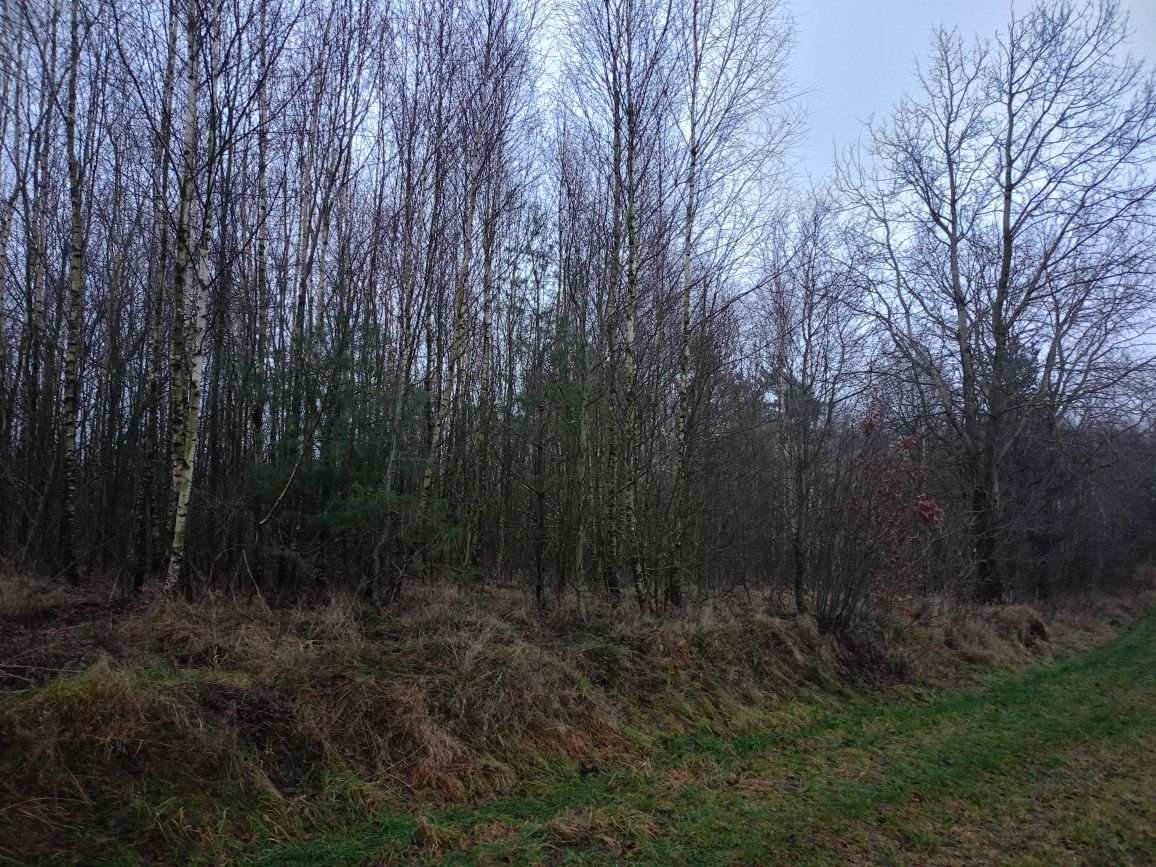 Działka rolna Mściszewice Bębny. Zdjęcie 4