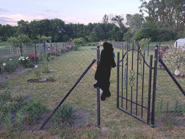 Działka rod Koroszczyn. Zdjęcie 1