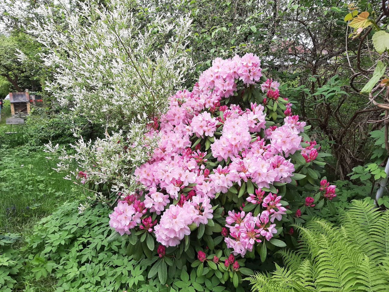 Działka rod Olsztyn. Zdjęcie 3