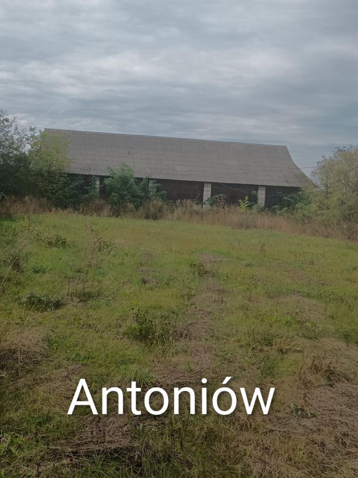 Działka rolna Antoniów Antoniów Duży. Zdjęcie 3