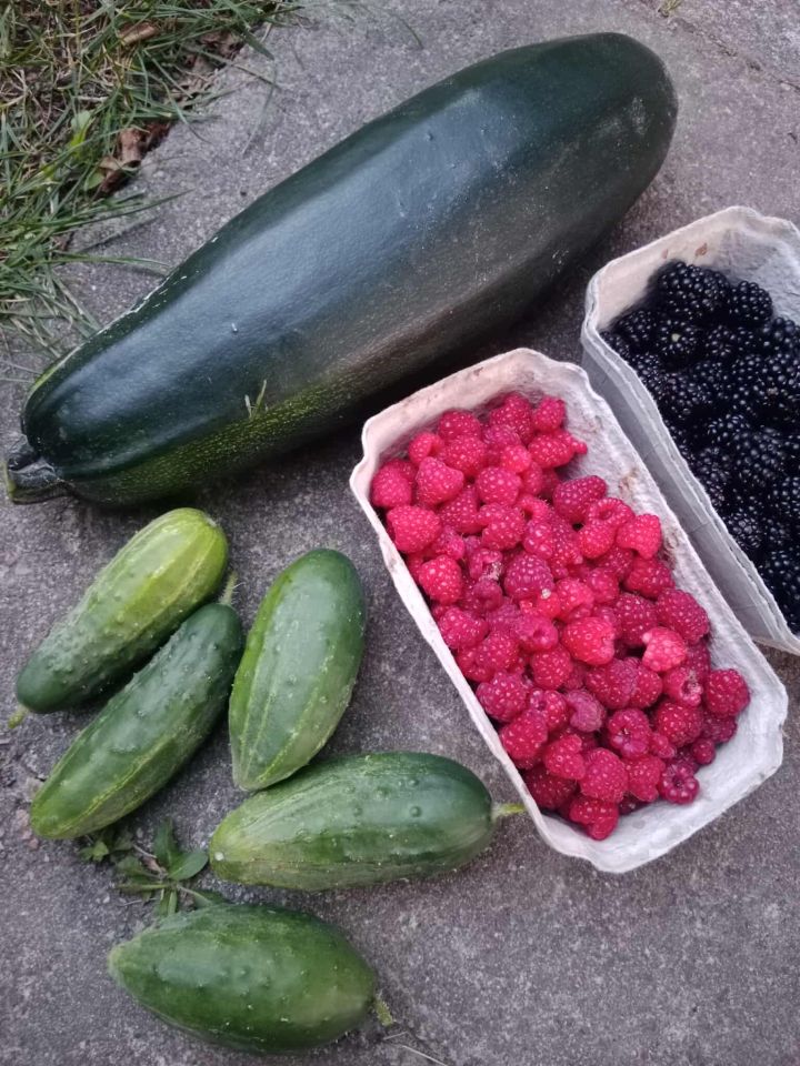 Działka rod Gdańsk Chełm, ul. Zamiejska. Zdjęcie 13