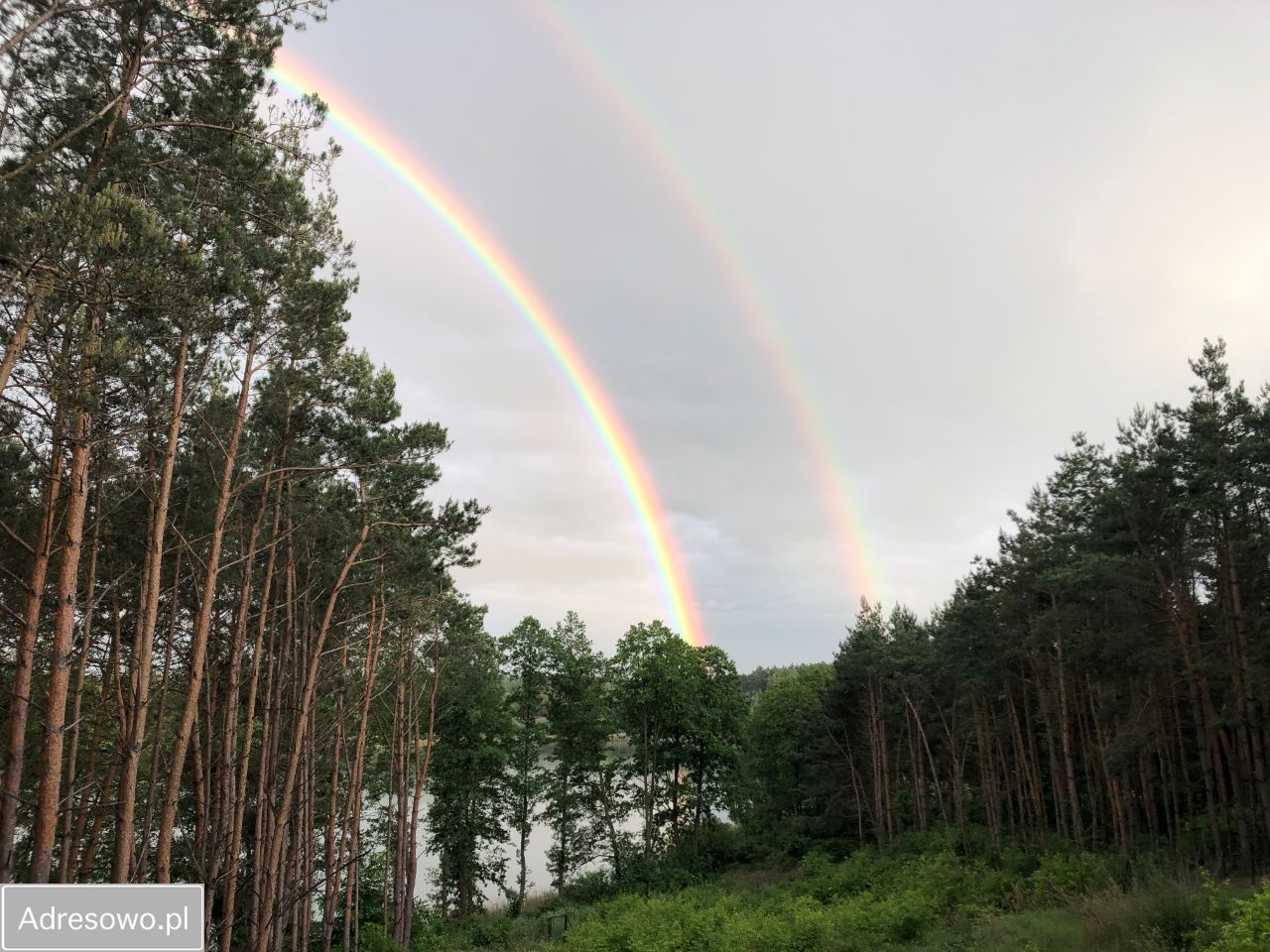 Działka leśna Anastazewo. Zdjęcie 16