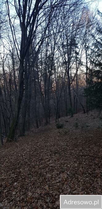 Działka leśna Lipowe. Zdjęcie 2