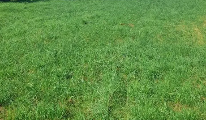 Działka budowlana Gostyń, ul. Rybnicka