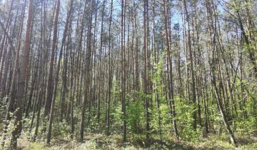Działka leśna Niwiski