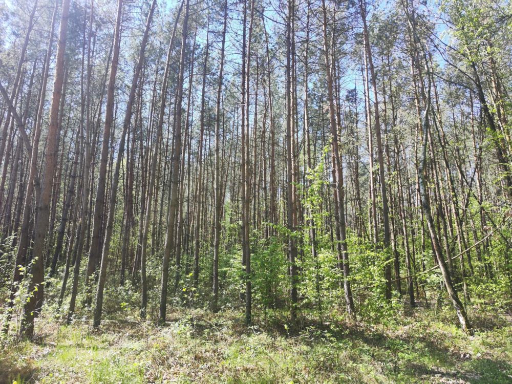 Działka leśna Niwiski. Zdjęcie 2