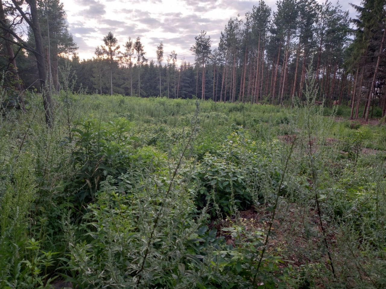 Działka budowlana Dąbrowa. Zdjęcie 3
