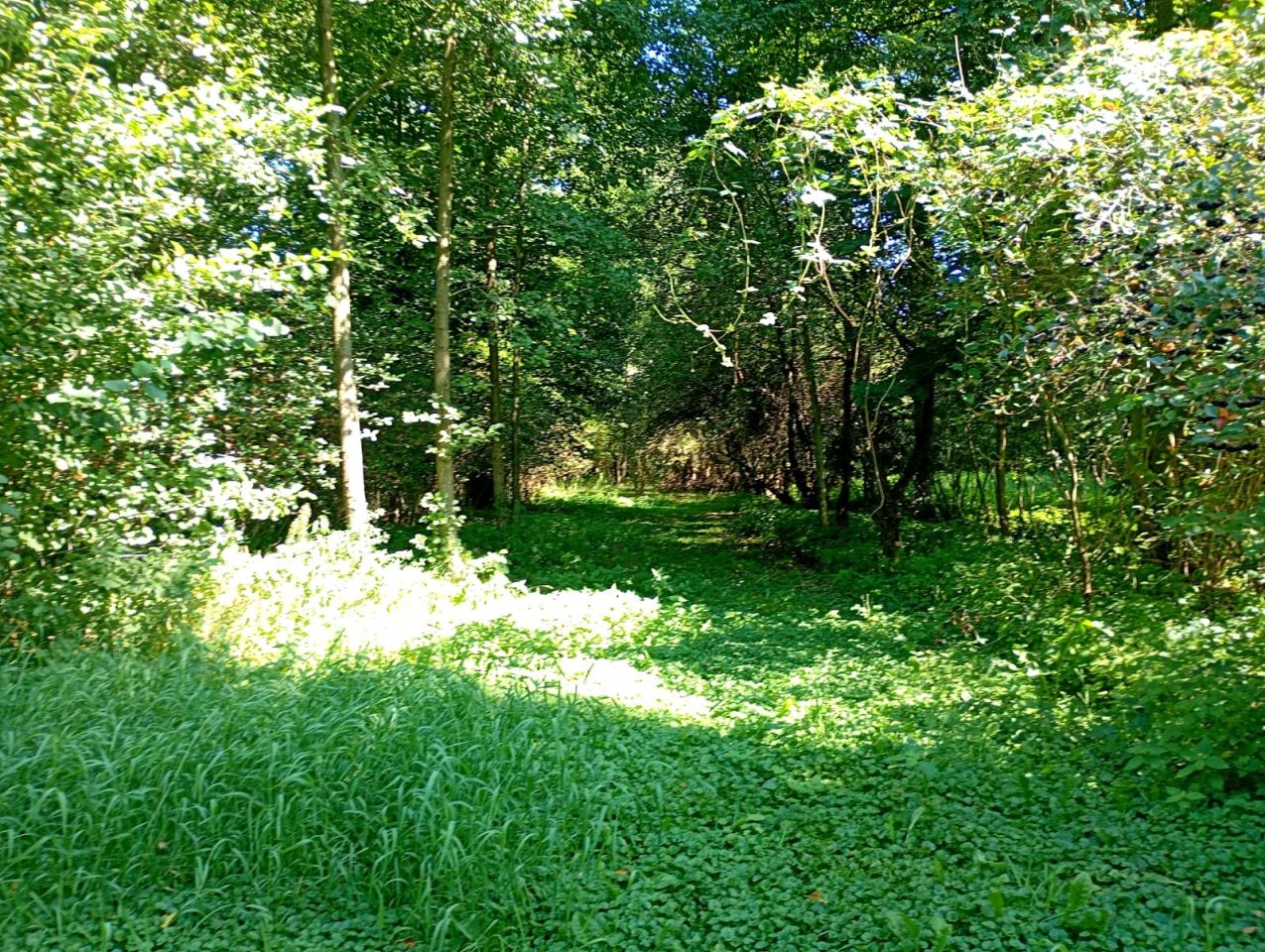 Działka budowlana Kolbuszowa Górna. Zdjęcie 6