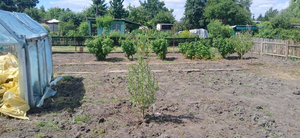 Działka rod Międzyrzecz. Zdjęcie 6