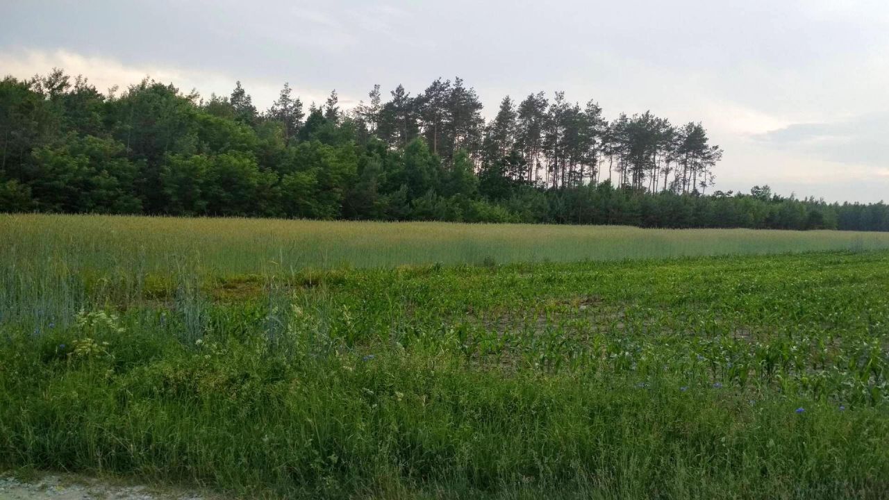 Działka rolno-budowlana Kożuszki-Parcel. Zdjęcie 2