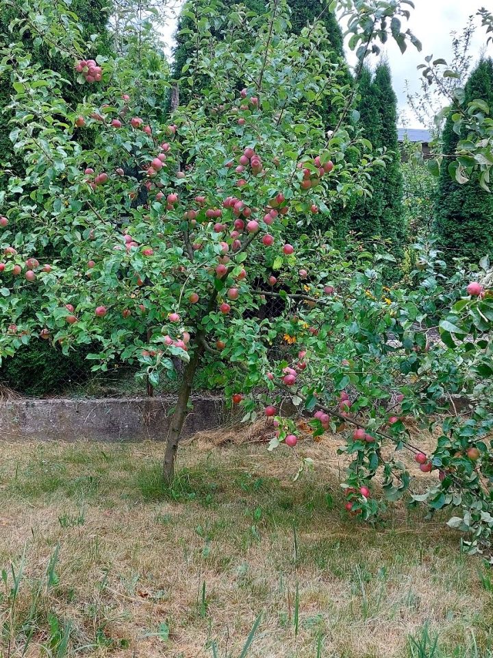 Działka rod Częstochowa Błeszno. Zdjęcie 2