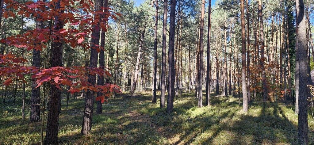 Działka rekreacyjna Nowy Żabieniec, ul. Żabieniecka. Zdjęcie 2