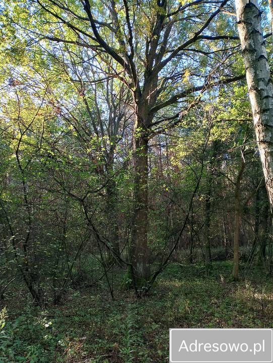 Działka leśna Nowiny. Zdjęcie 2