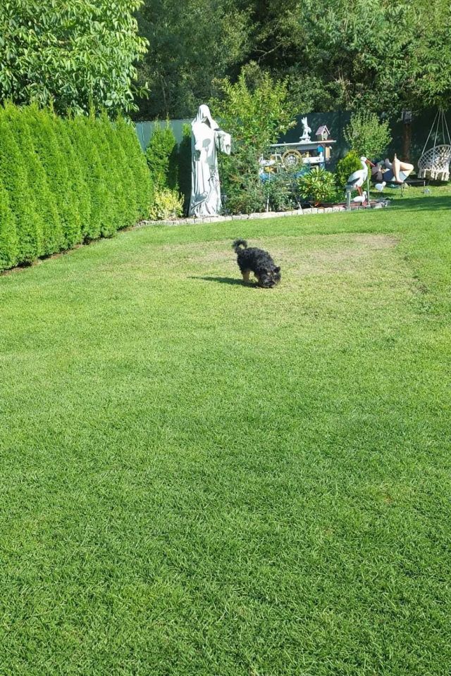 Działka rod Żywiec. Zdjęcie 4