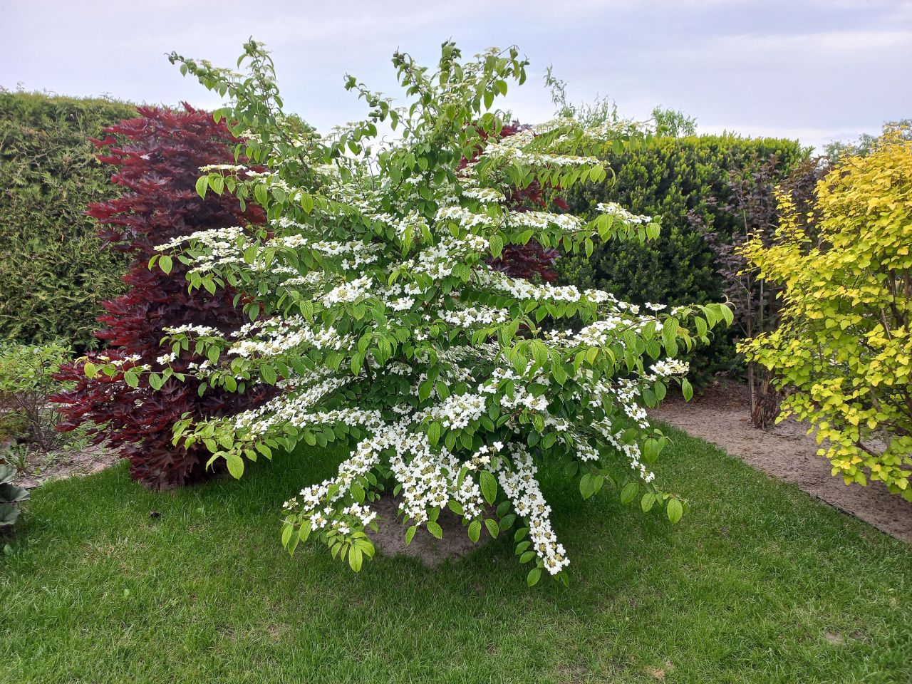 Działka rod Konin Wilków, ul. Świętojańska. Zdjęcie 7