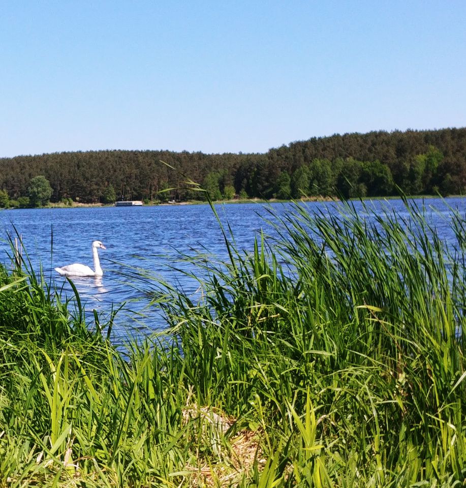 Działka rekreacyjna Wieliszew, ul. Willowa. Zdjęcie 7