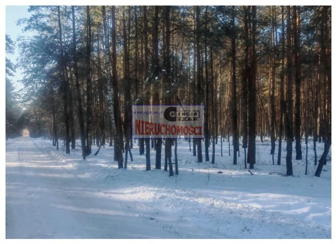 Działka leśna Tartak, Azaliowa. Zdjęcie 3