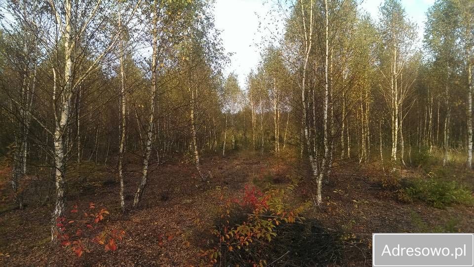 Działka leśna Szczechowo. Zdjęcie 2