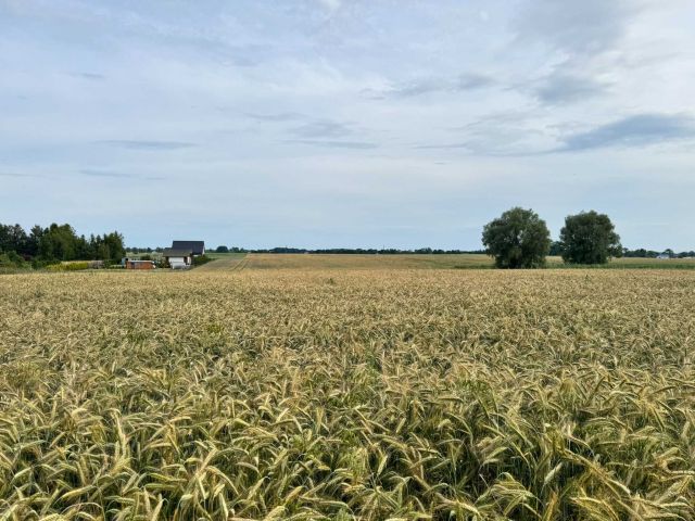 Działka budowlana Mielenko. Zdjęcie 1